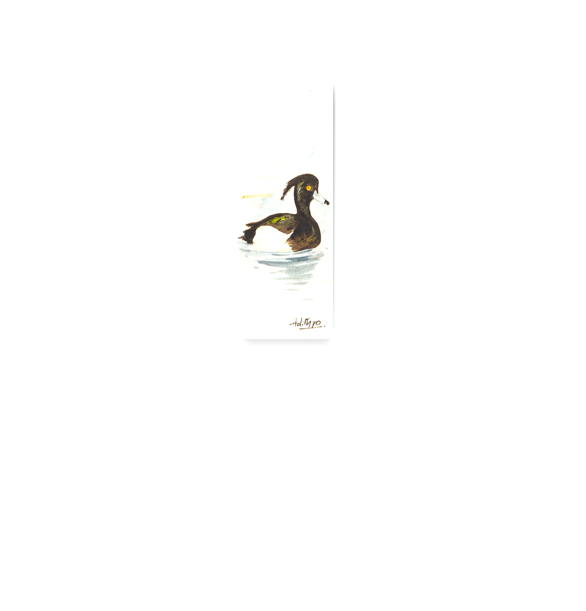 Tufted Duck