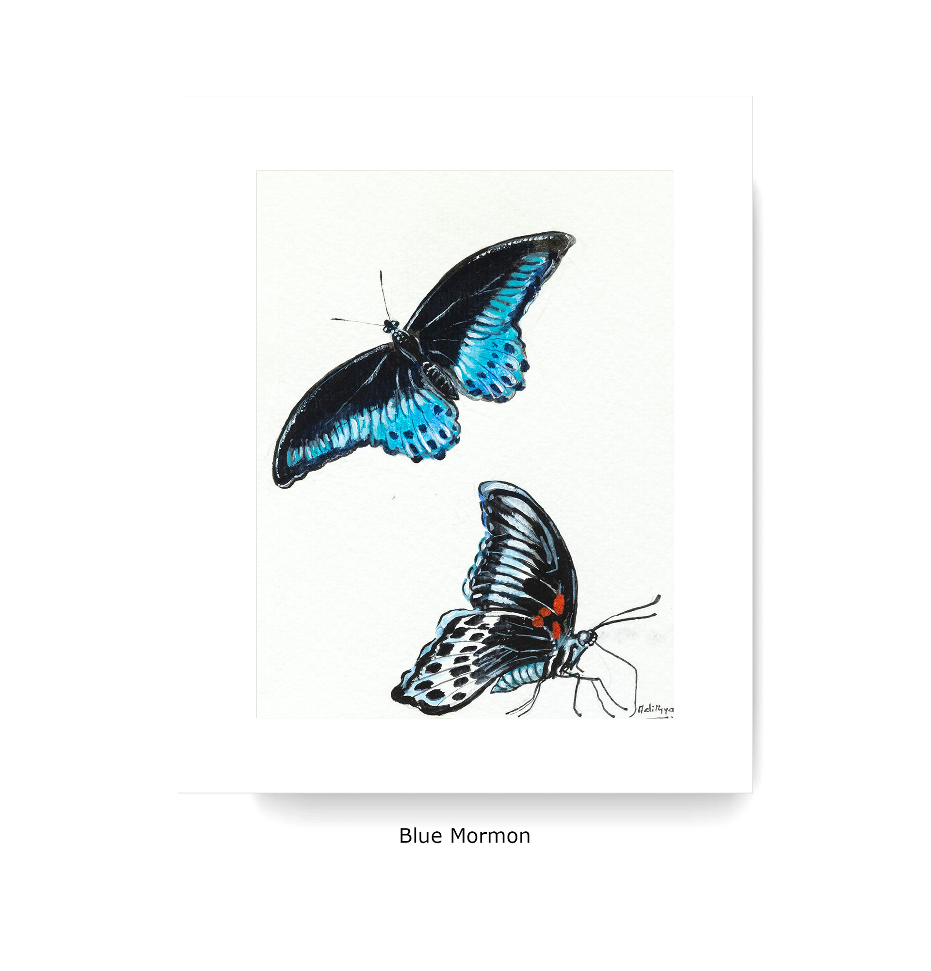 Blue Mormon