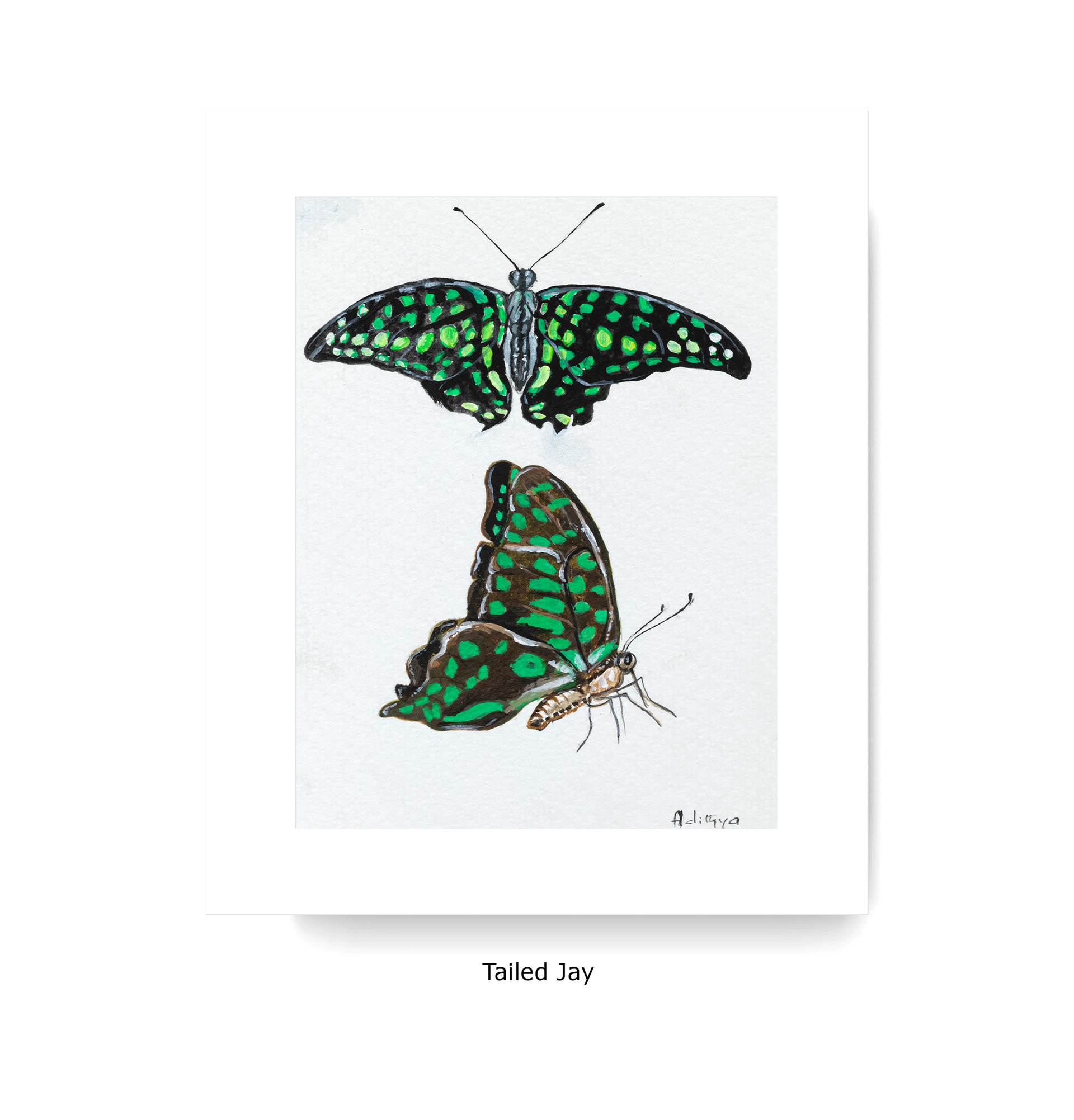Tailed Jay