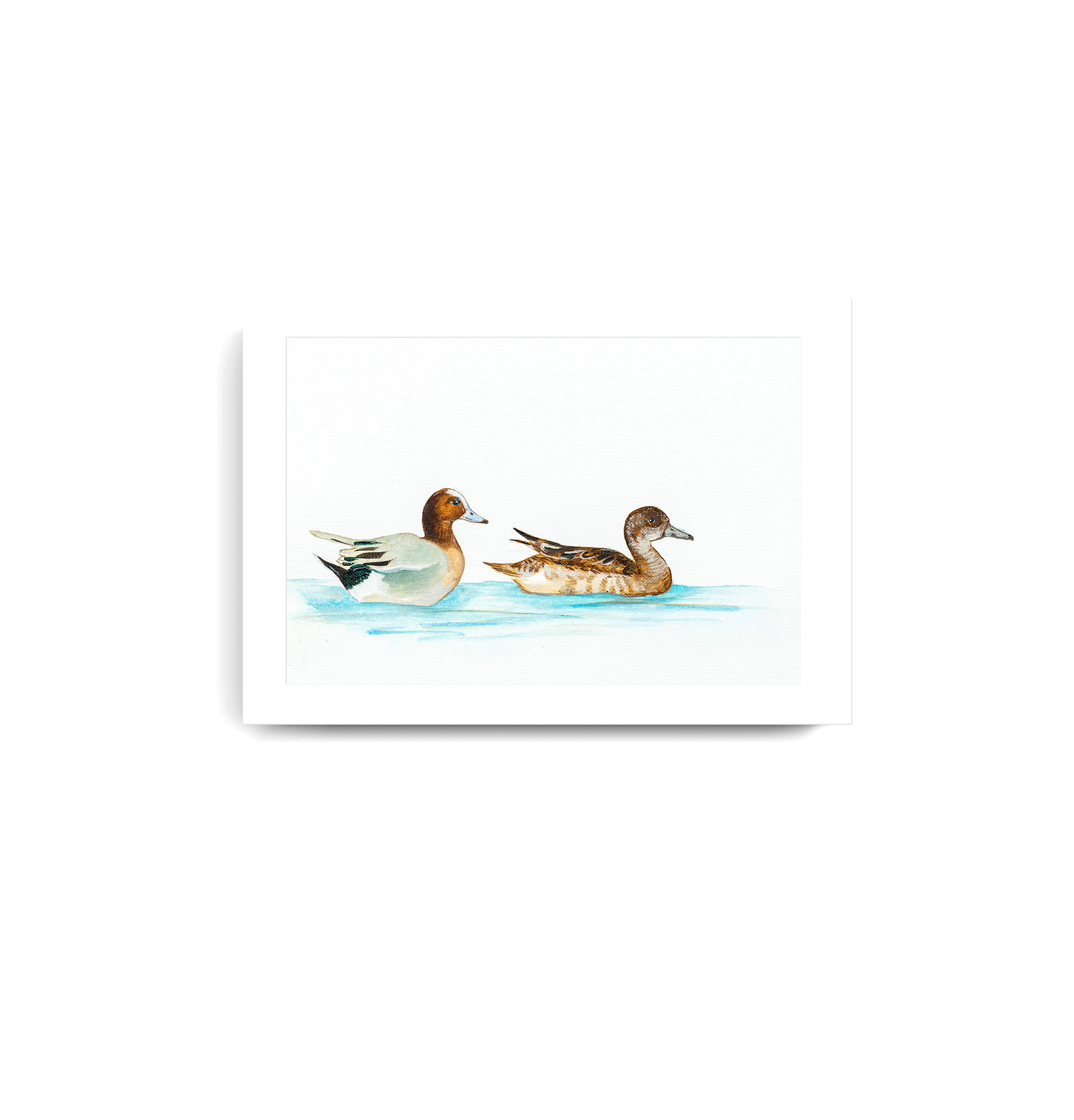 Eurasian wigeon