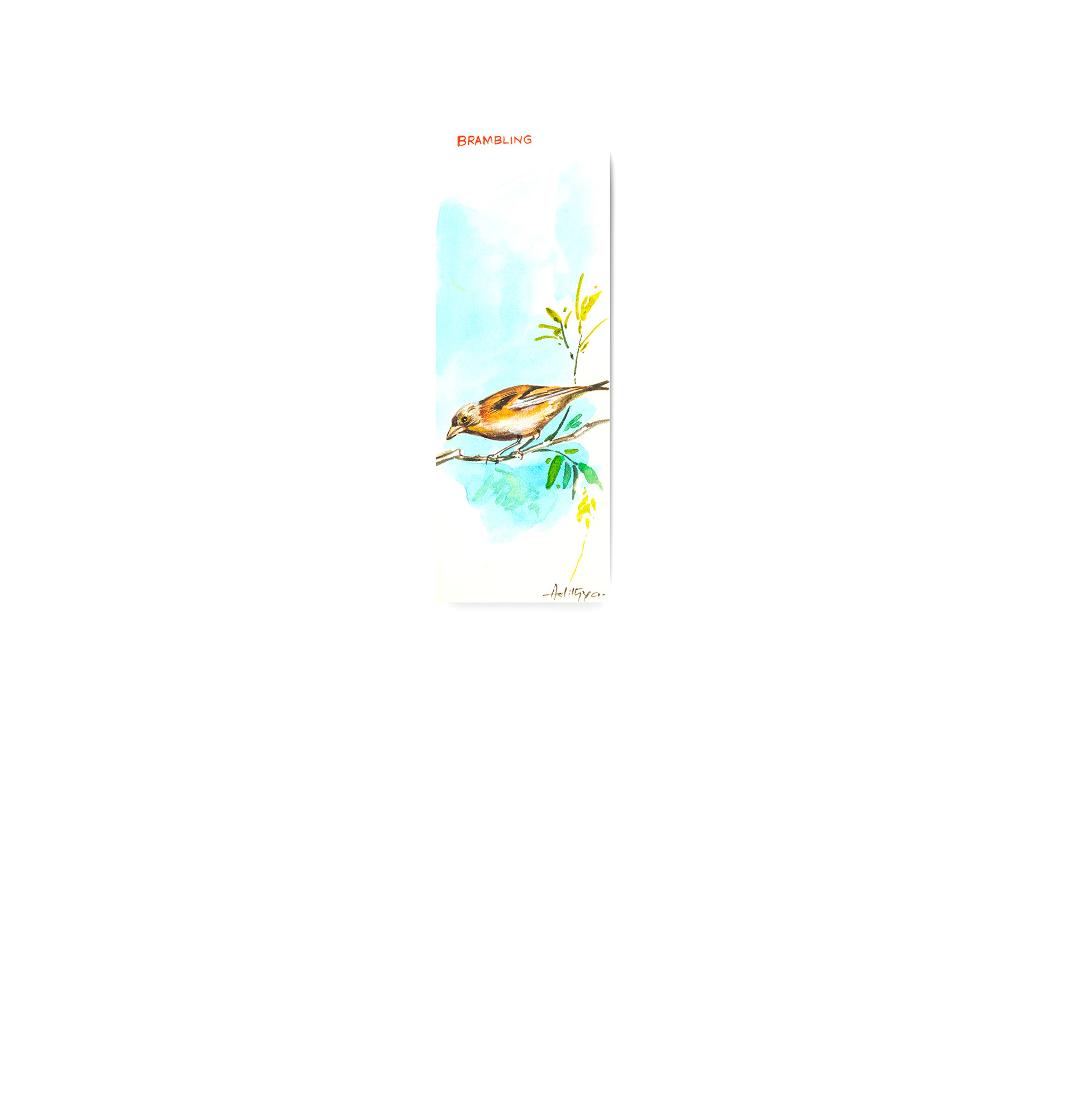 Brambling