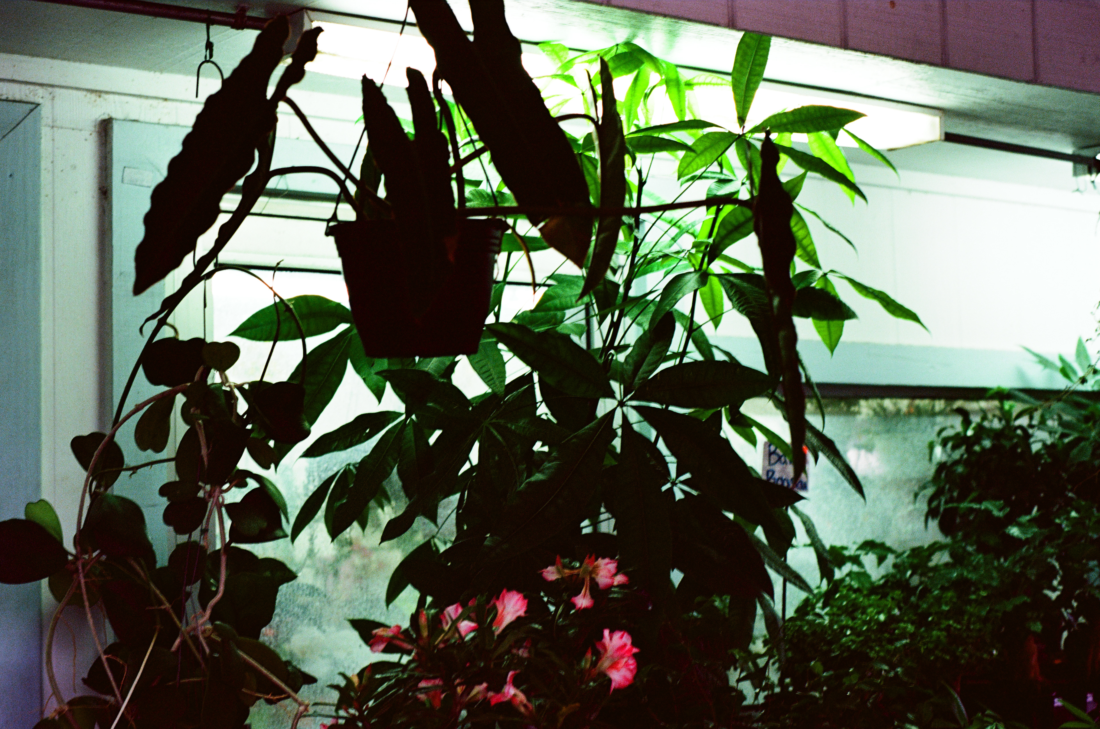 Mills 50 | Orlando, Florida | Ektar 100 