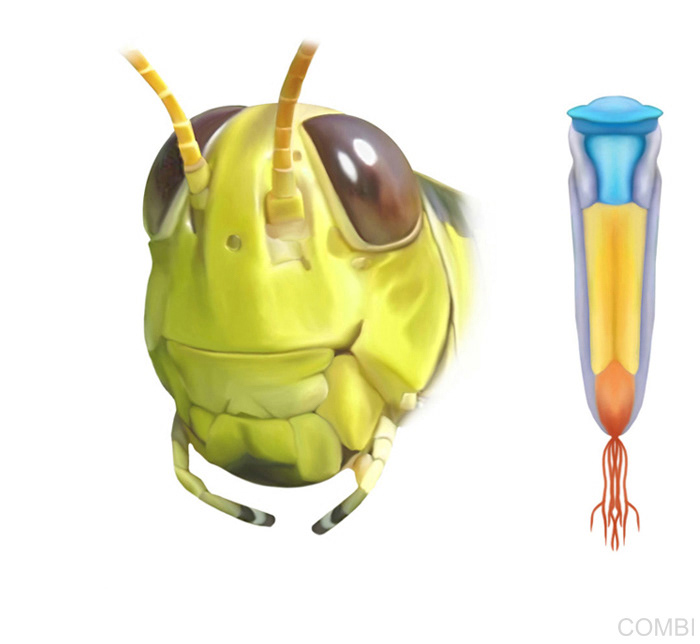 Naturales - Editorial Kapelusz (Argentina)