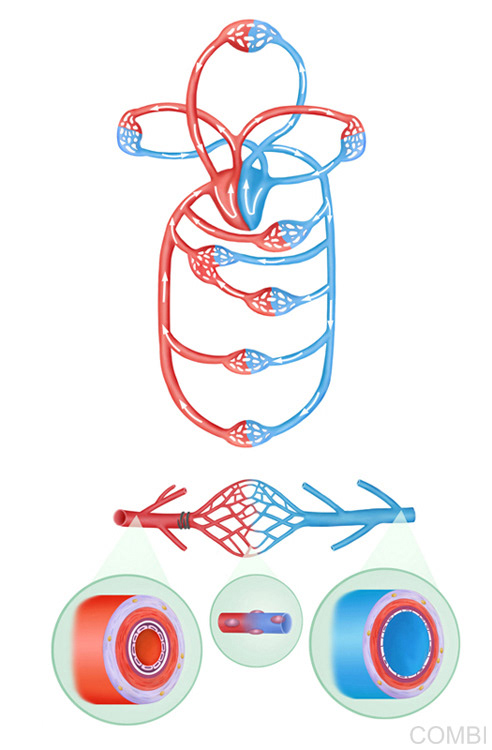 Naturales - Editorial Kapelusz (Argentina)