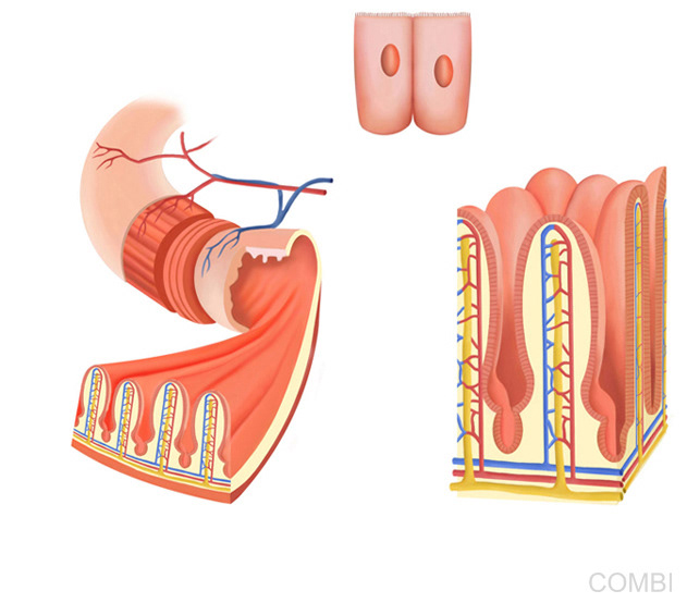 Naturales - Editorial Kapelusz (Argentina)