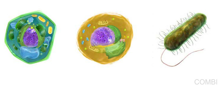 Manual Estrada 4 Primero en la escuela - Editorial Estrada (Argentina)