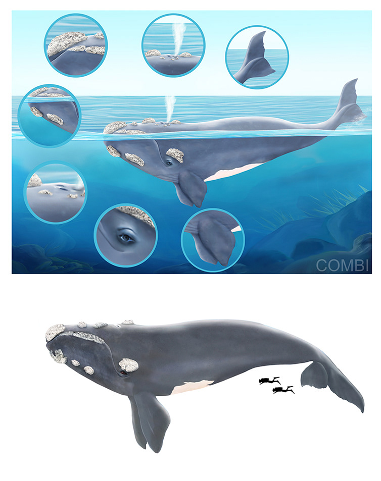 La Ballena - Editorial Kapelusz (Argentina)