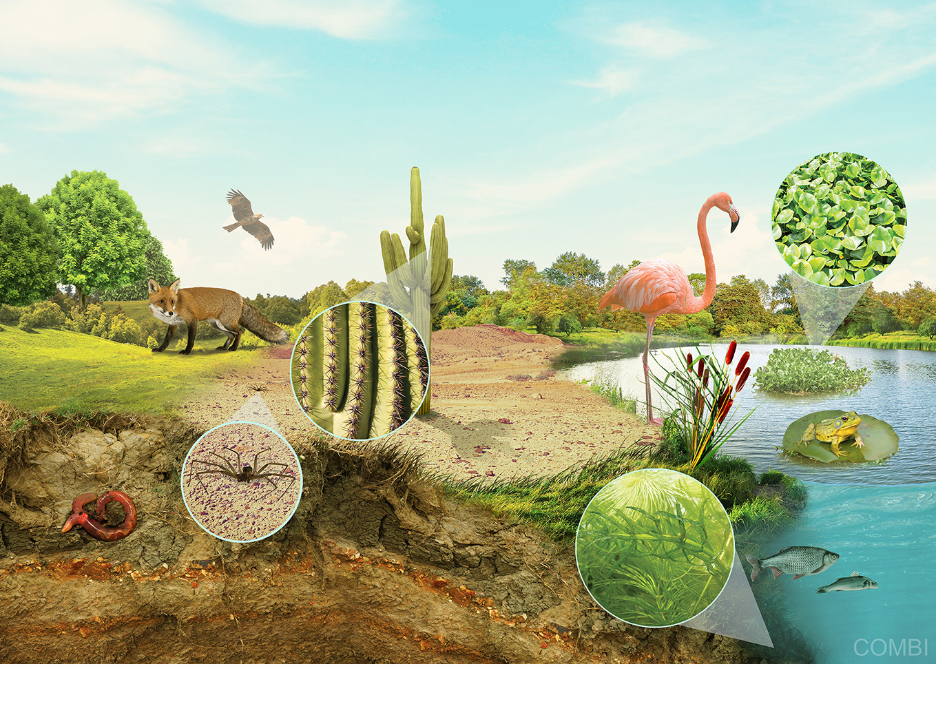 Las adaptaciones de los seres vivos - Grupo Macmillan Puerto de Palos (Argentina)