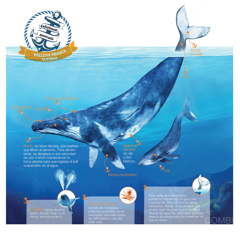 Ballena Franca Austral - Puerto de Palos (Argentina)