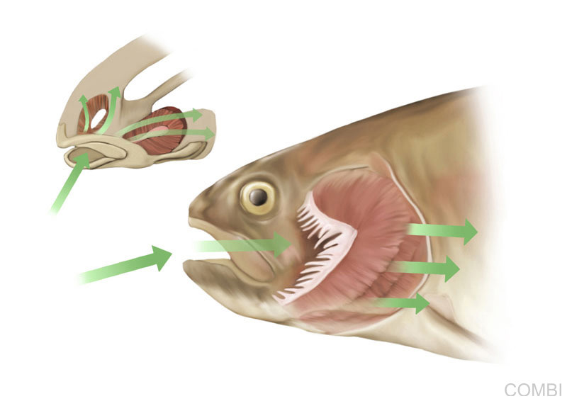 Editorial Edelvivies (Argentina) 