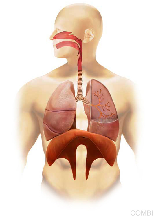 Serie GPS Ciencias Naturales -   Grupo Macmillan Puerto de Palos (Argentina)