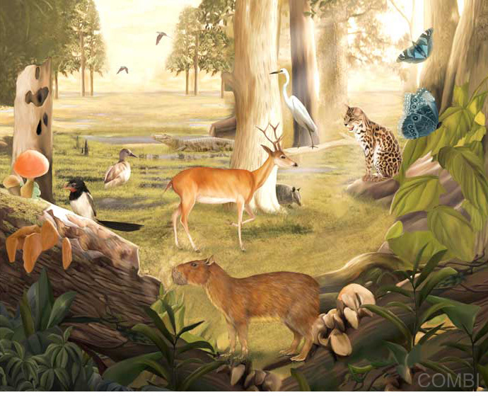 Manual Estrada 4 Primero en la escuela - Editorial Estrada (Argentina)