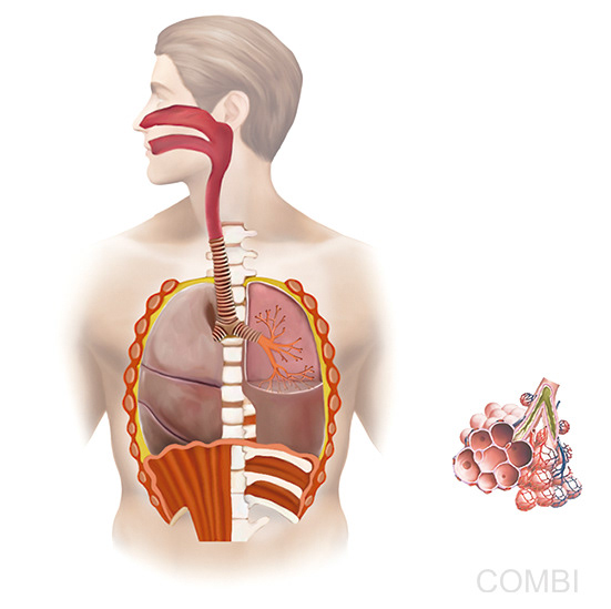 Haciendo Ciencias - ciencias Naturales - Tinta Fresca (Argentina)