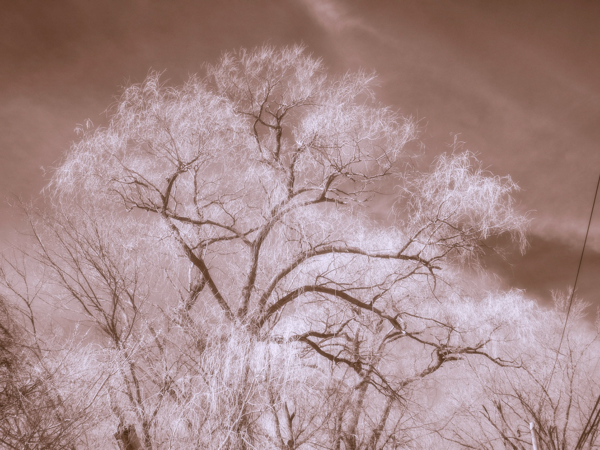 Olympus EM-1 665nm Abstract tree