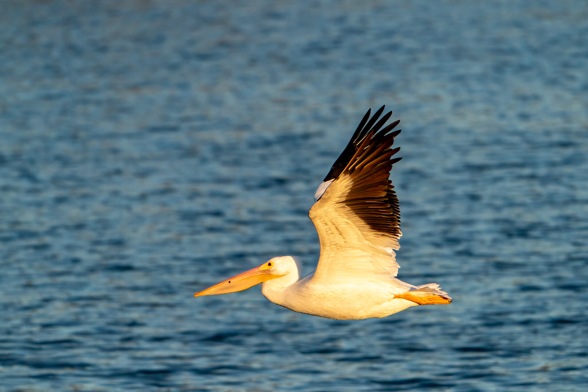 © 2021 Joseph Jenkinswww.breathe-underwater.comjoe@breathe-underwater.com