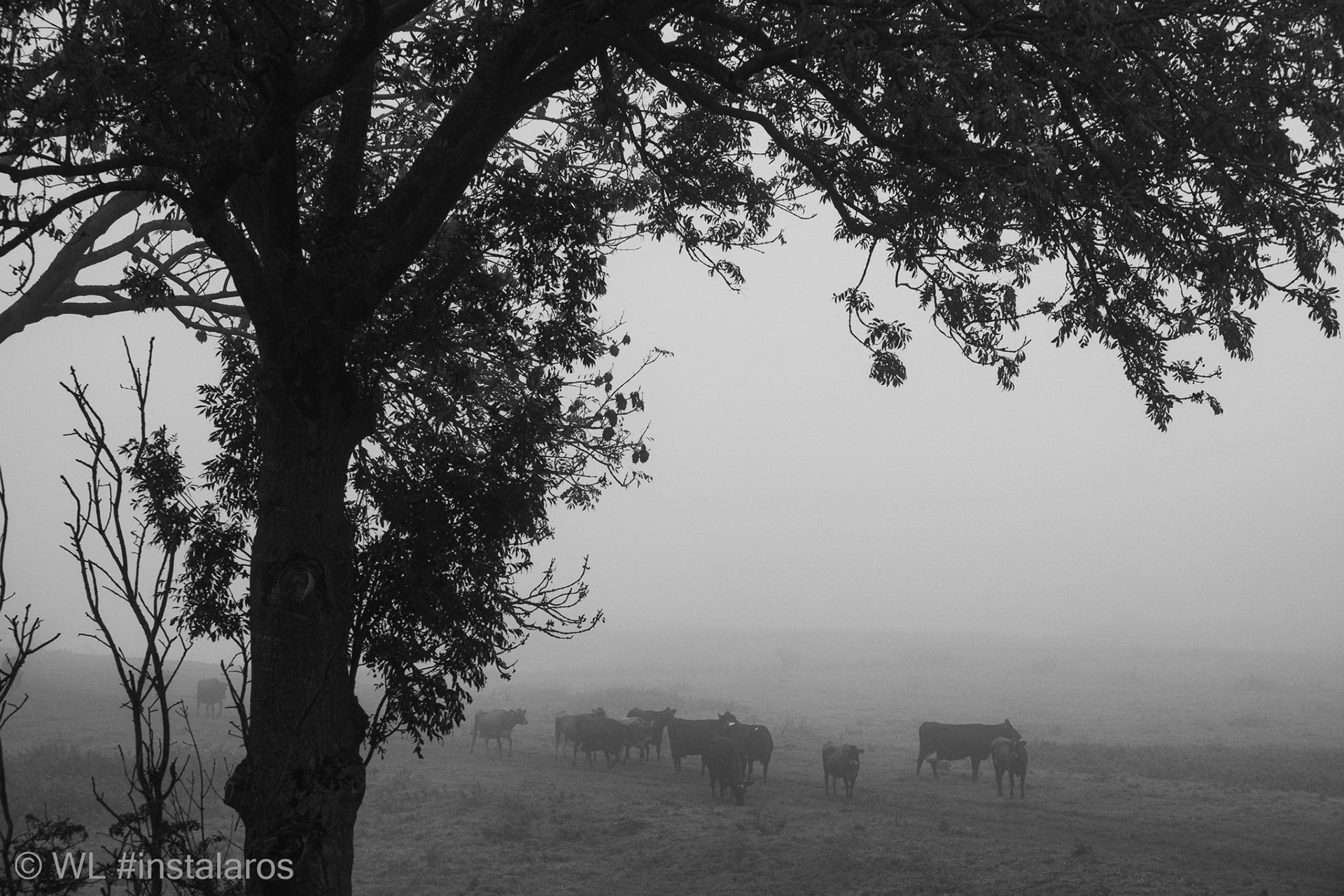 Fort Everdingen | mist