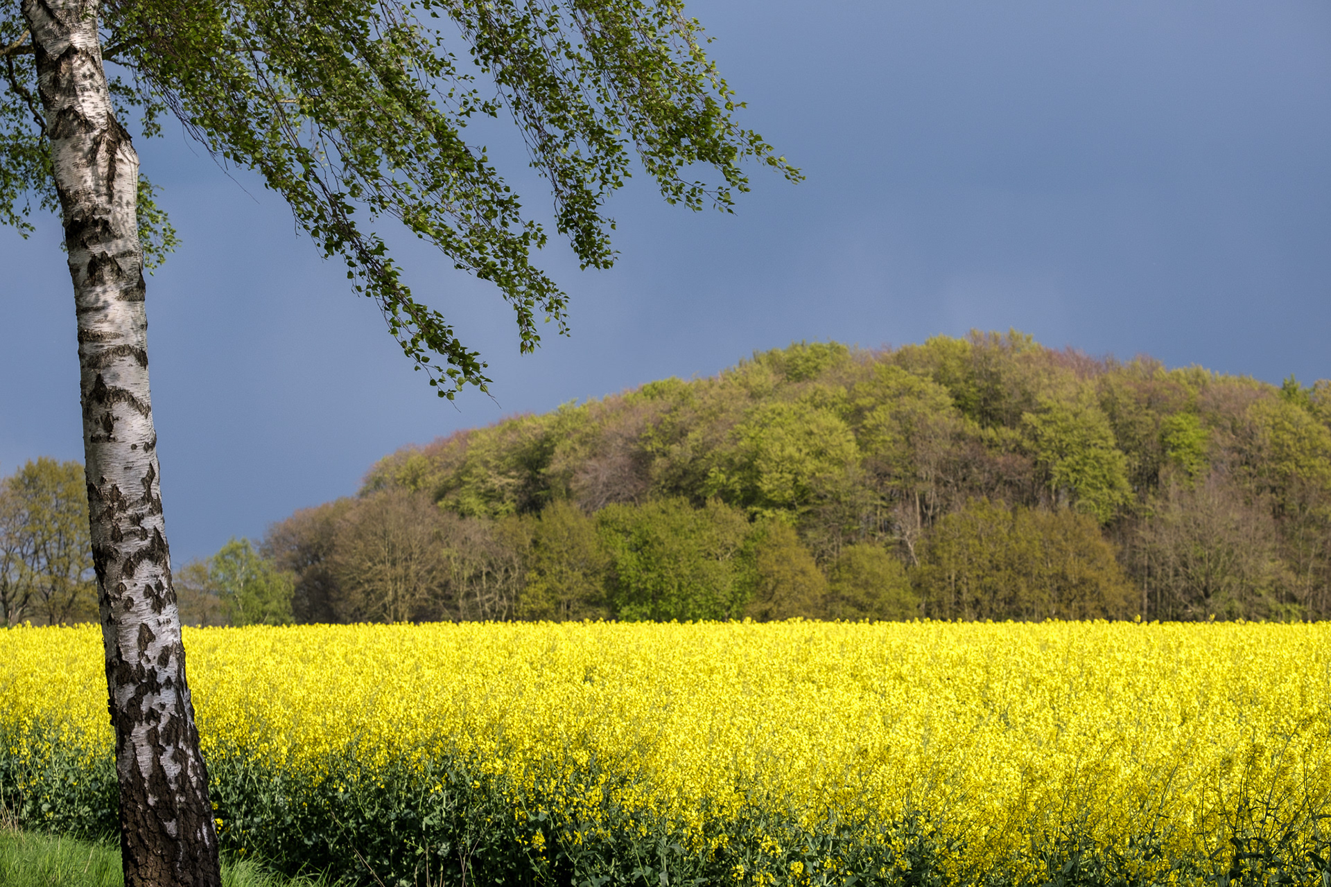 Heel veel koolzaad in Noord-Duitsland