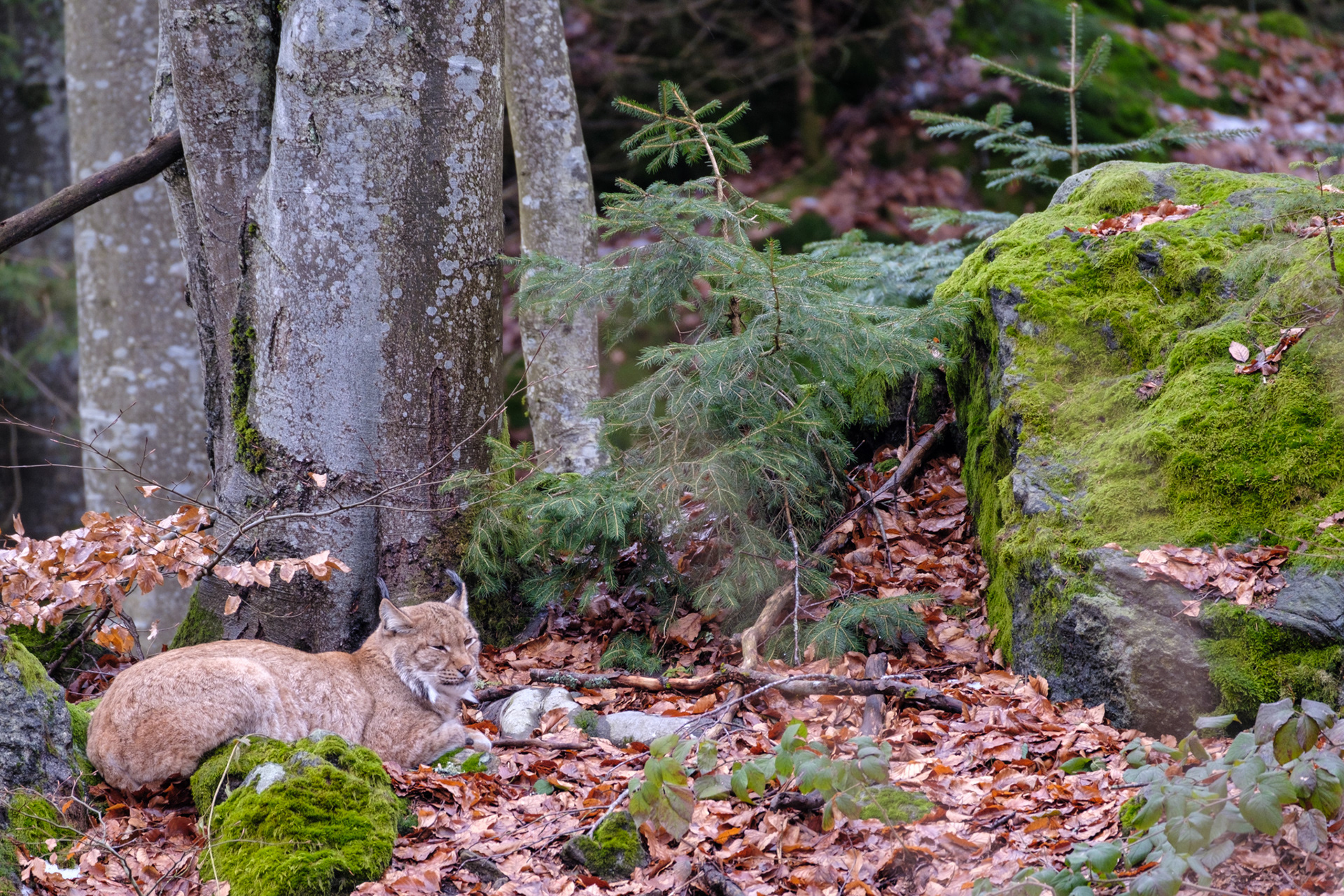 Lynx