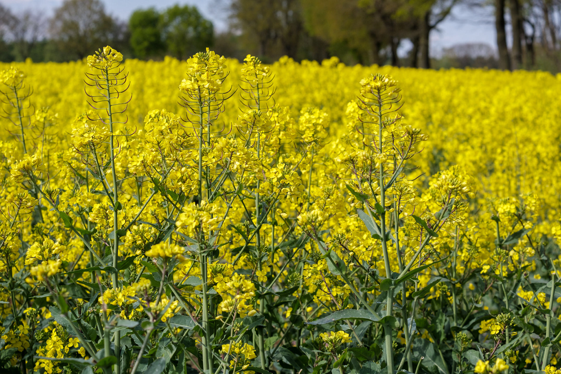 Heel veel koolzaad in Noord-Duitsland