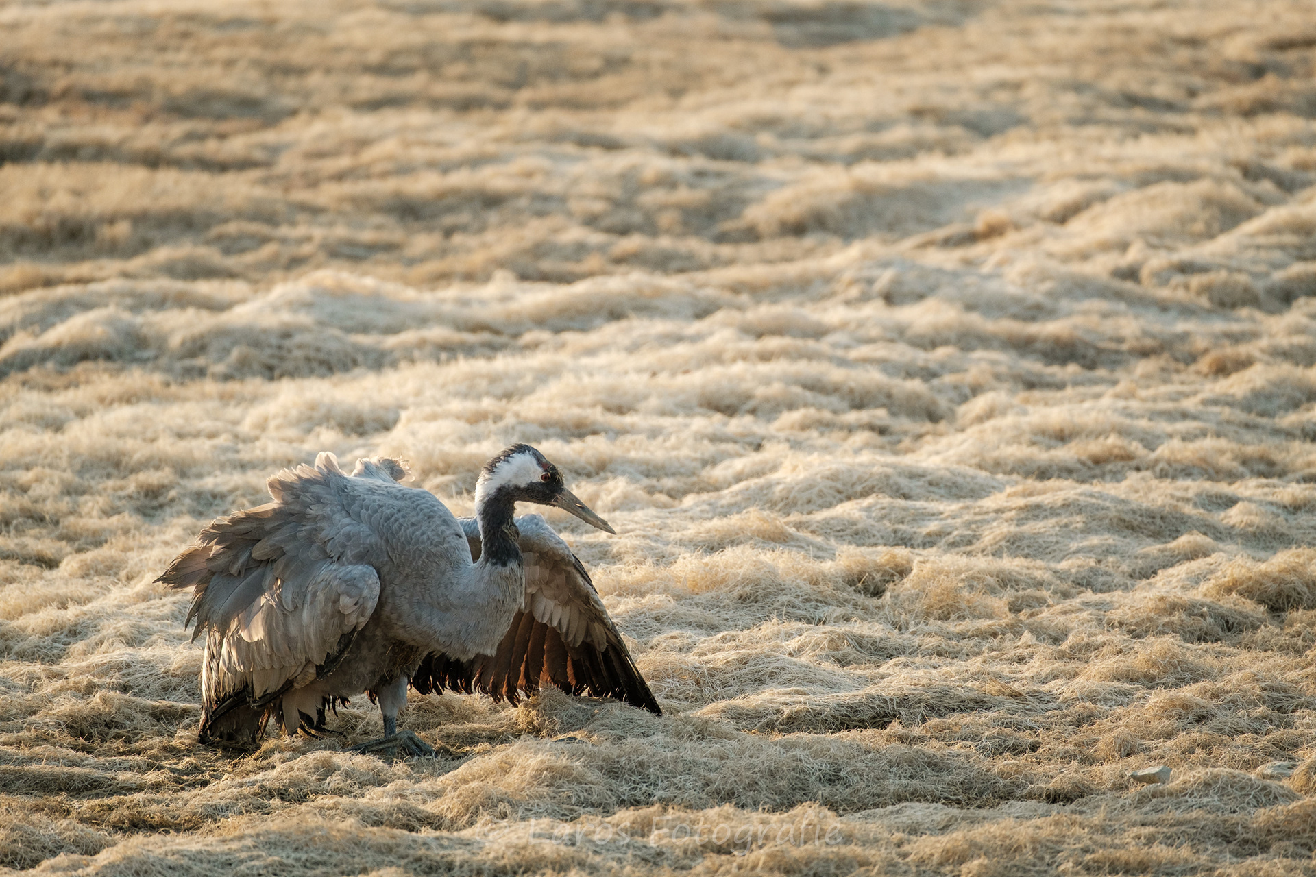Vogelgriep. Lac du Der (F)