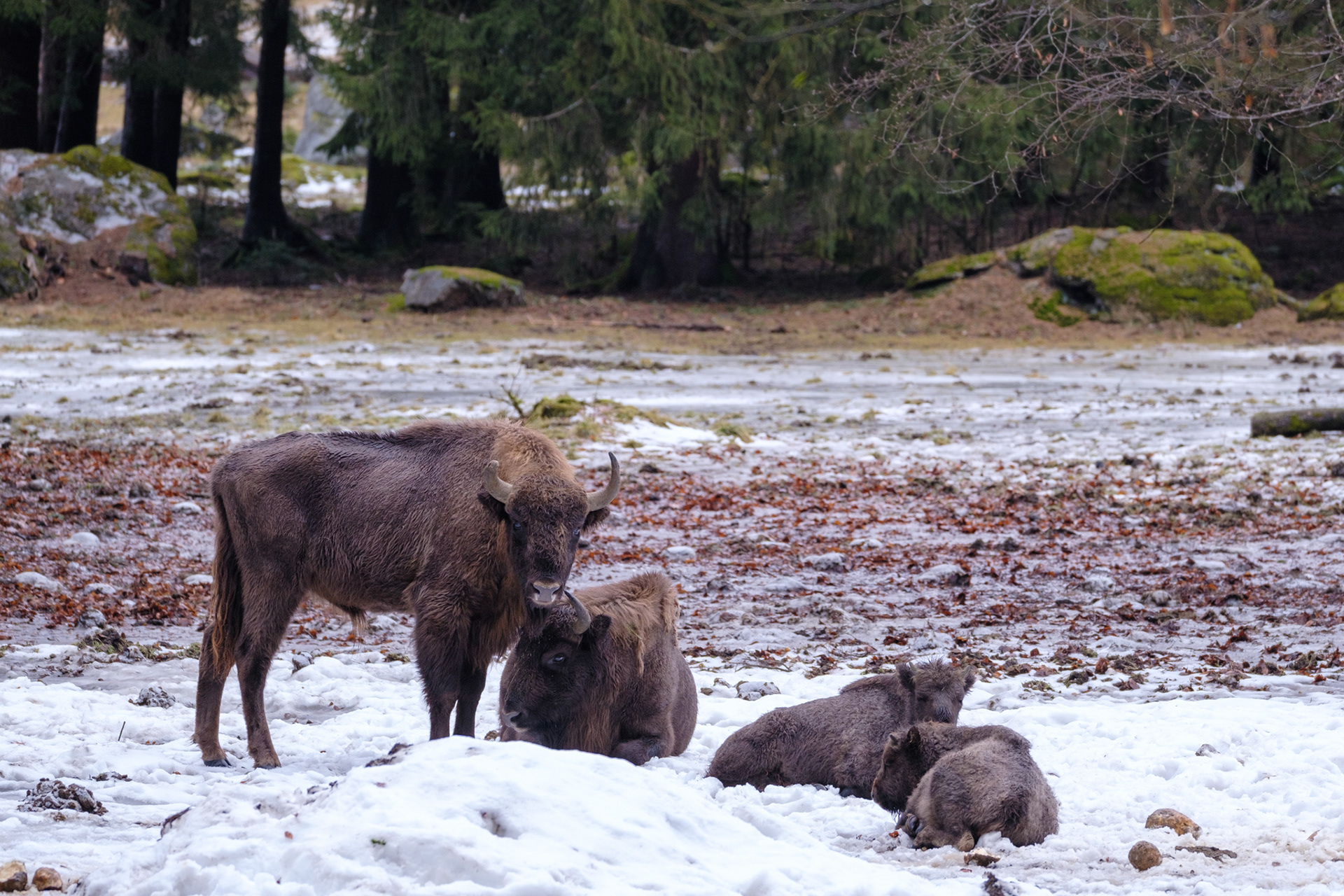 Wisent
