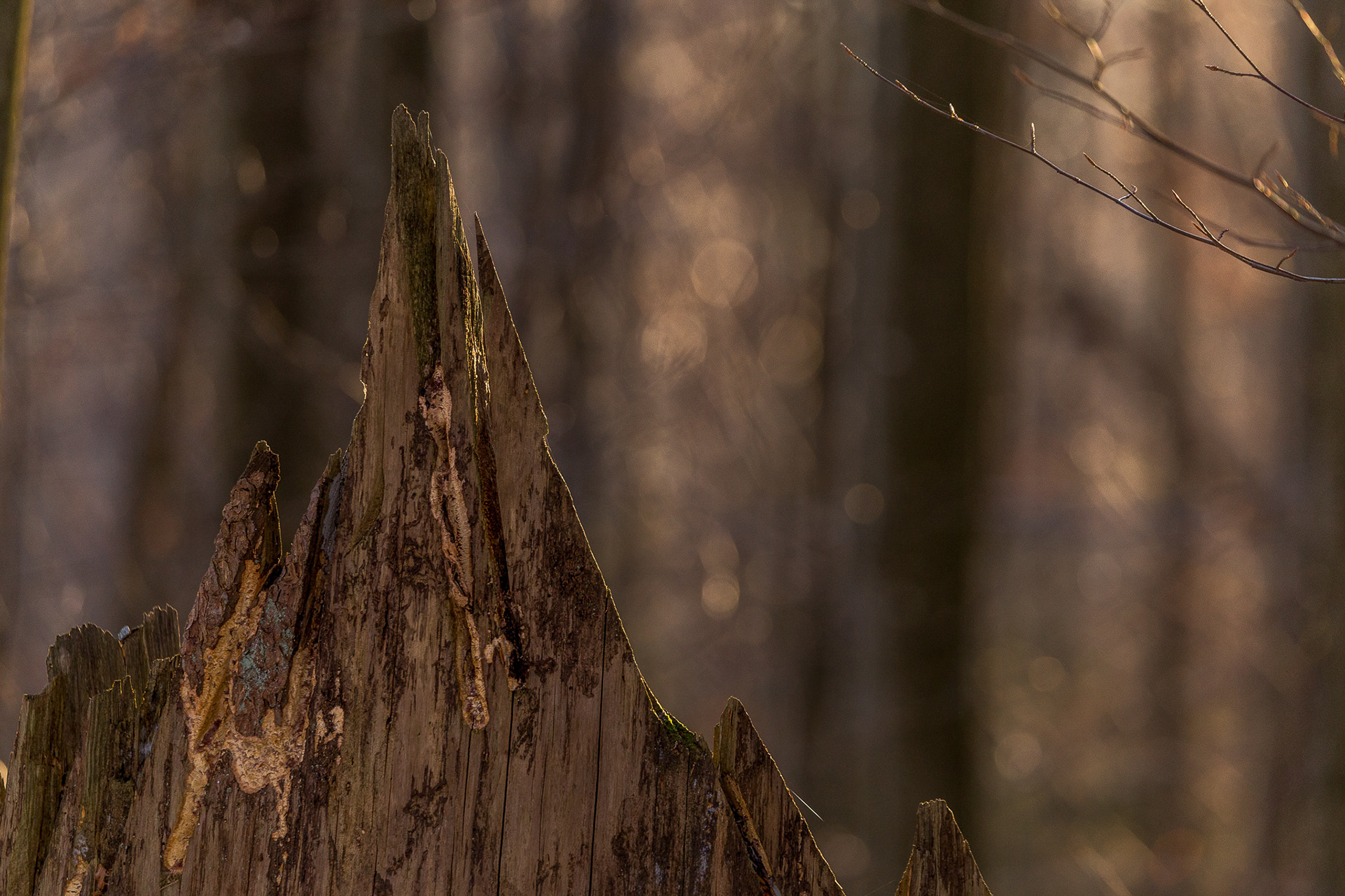 Bayerische Wald