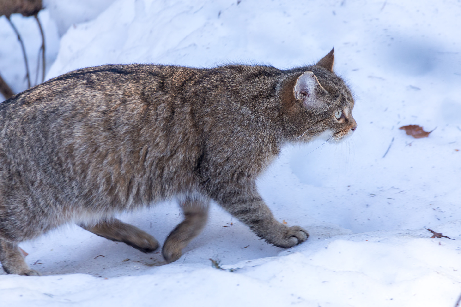 Europese wilde kat | Bayerische Wald