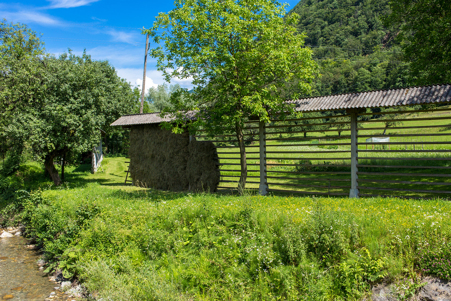 Gras drogen