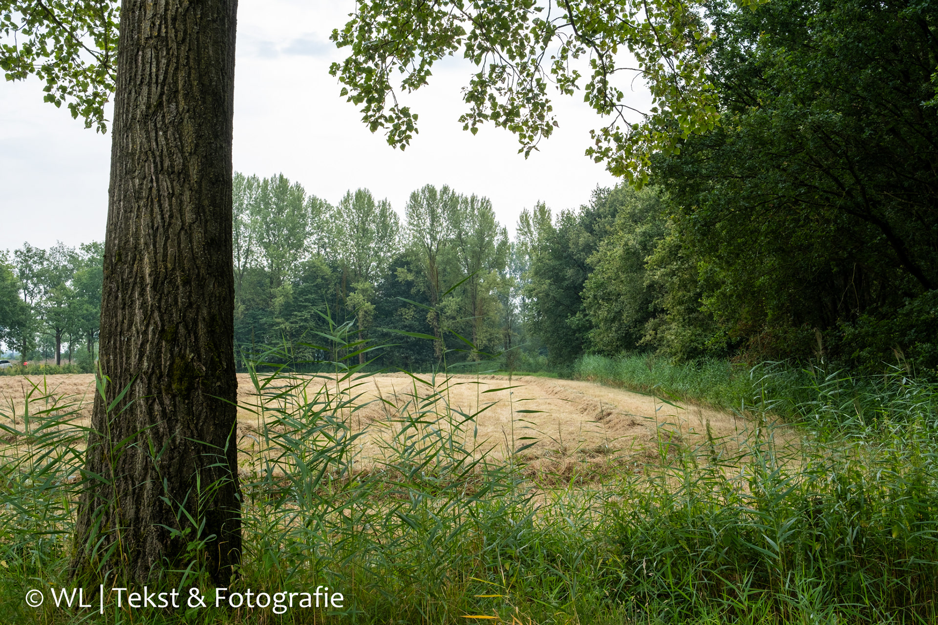 Het Van Gogh-landschap is praktisch onveranderd
