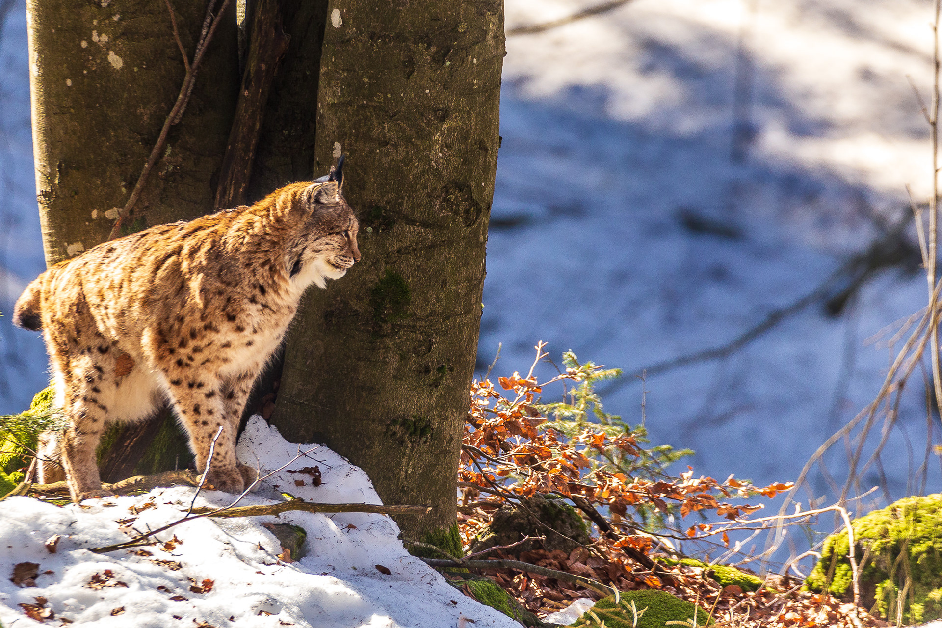 Lynx | Bayerische Wald