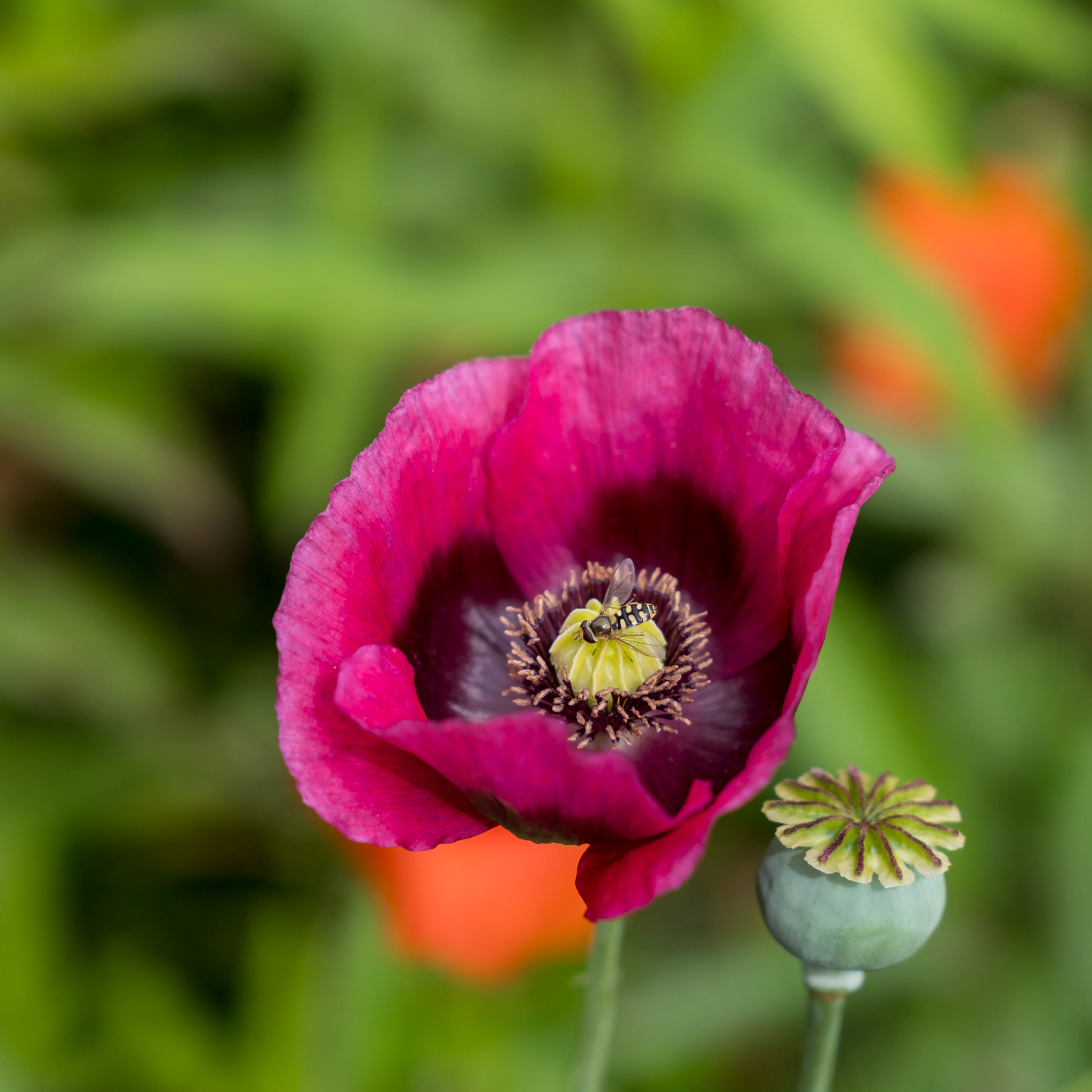 Tuinen van Monet