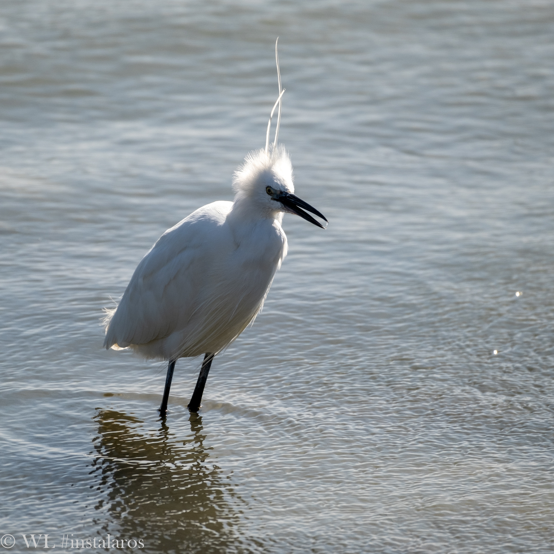 Frankrijk | zilverreiger