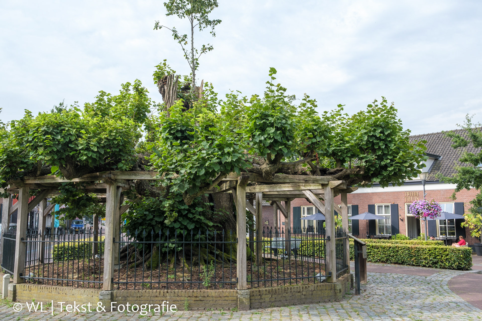 Lindeboom - die er al stond ten tijde van Vincent van Gogh