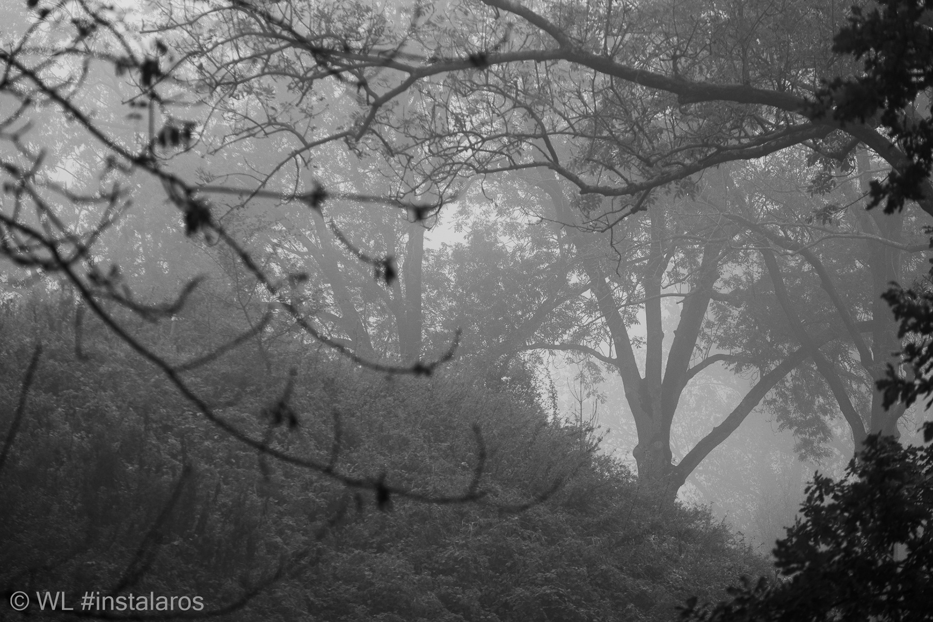 Fort Everdingen | mist