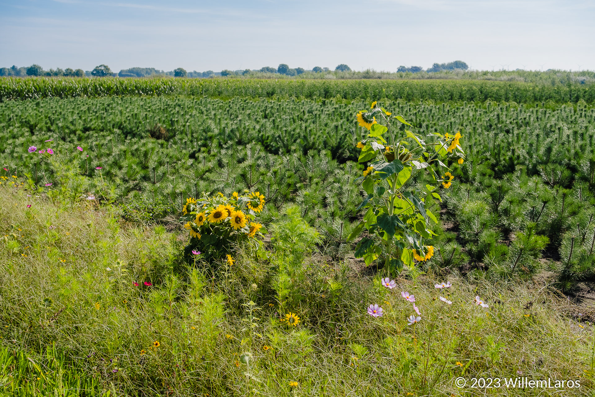 Randen wilde planten rond boomkwekerijen.