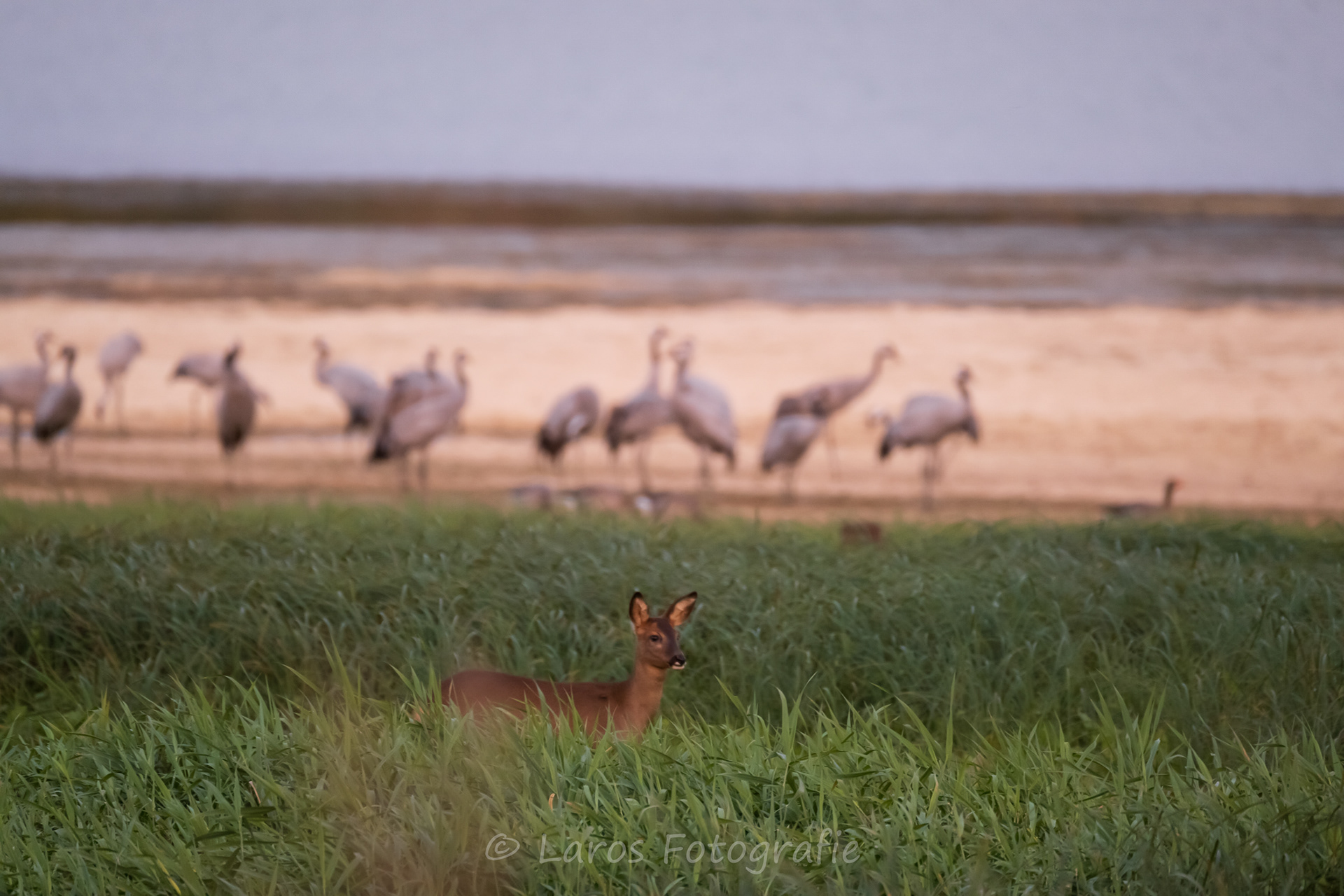 Met ree. Lac du Der (F)