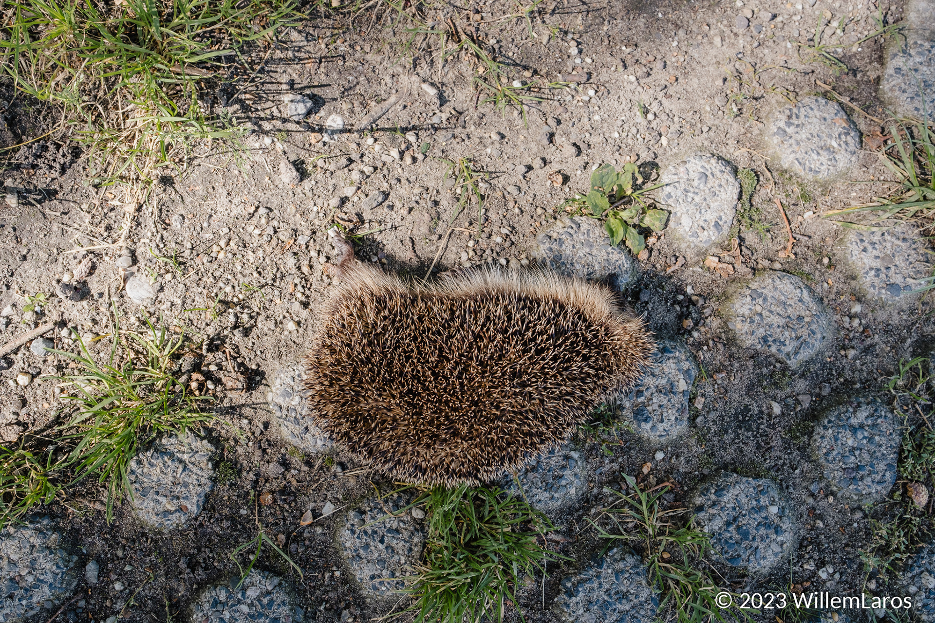Deze egel haalde de overkant niet.