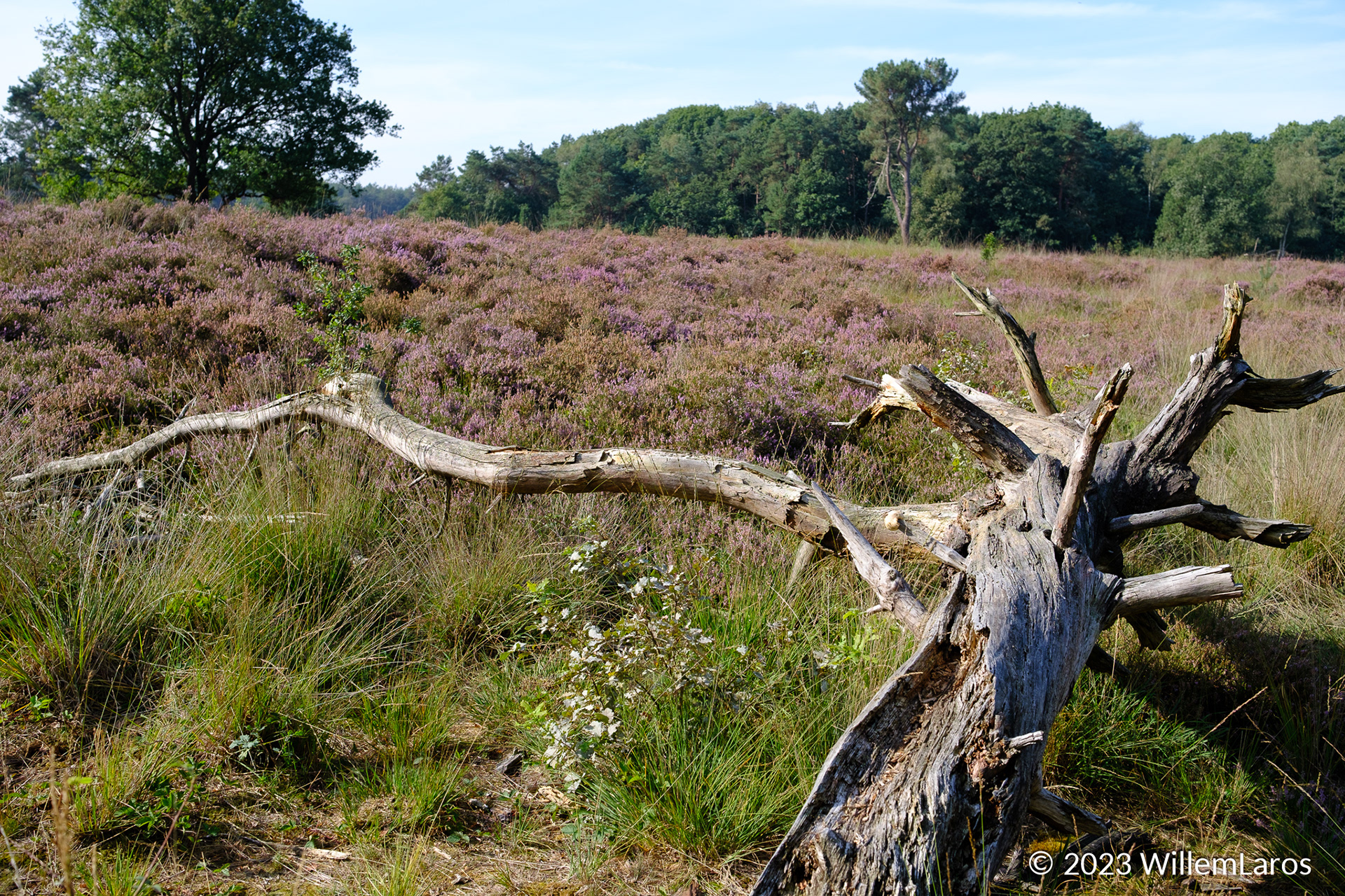 De heide bloeit.