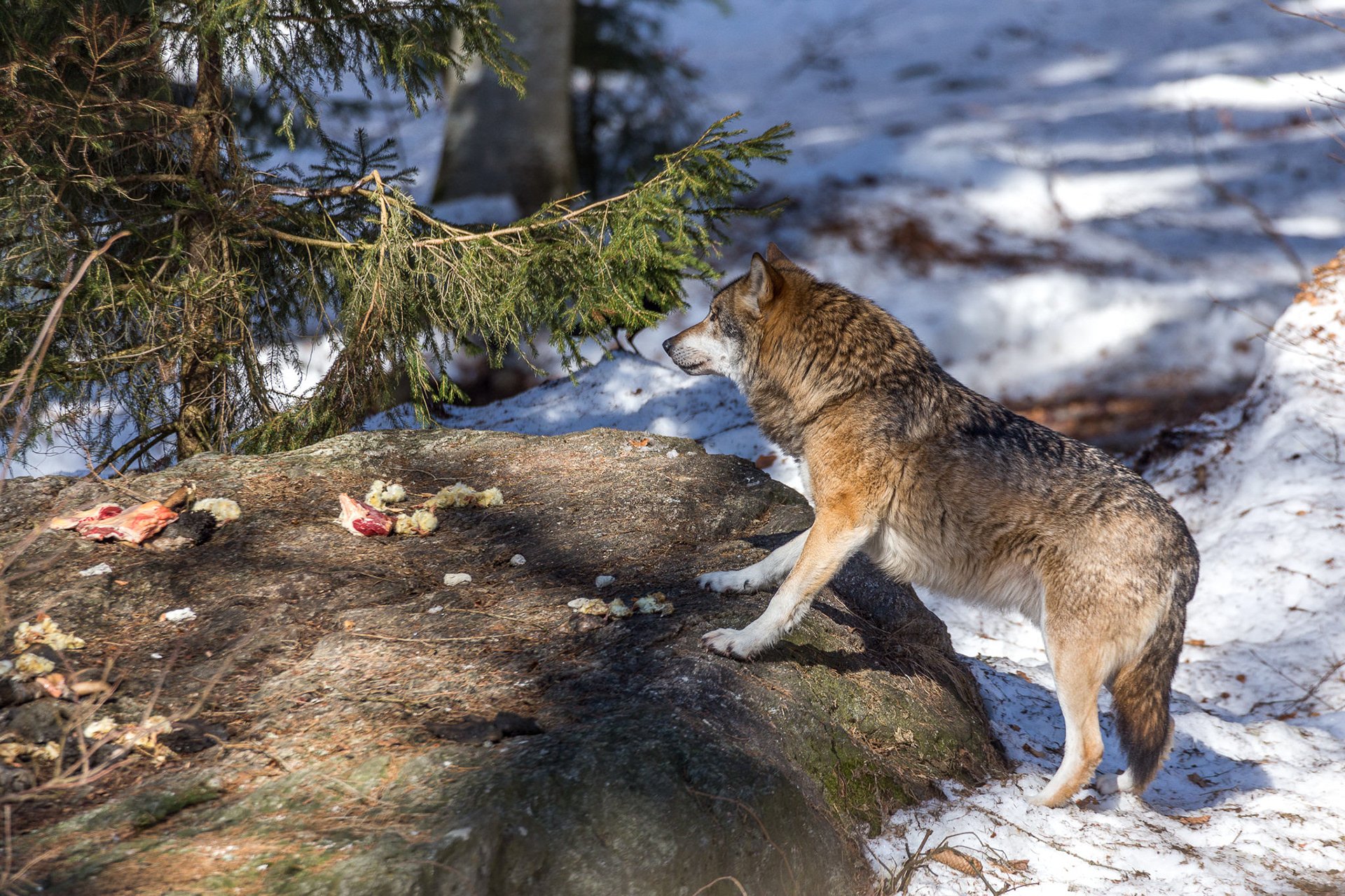 Wolf | Bayerische Wald