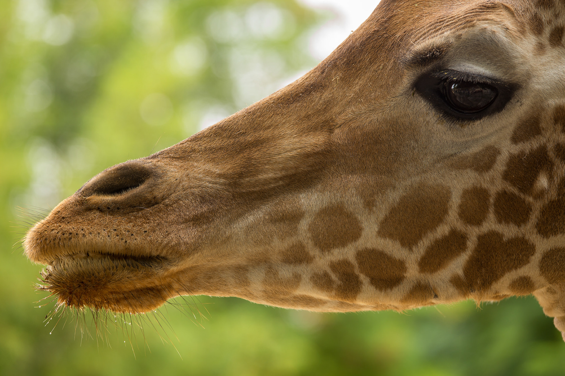 Frankrijk | dierentuin