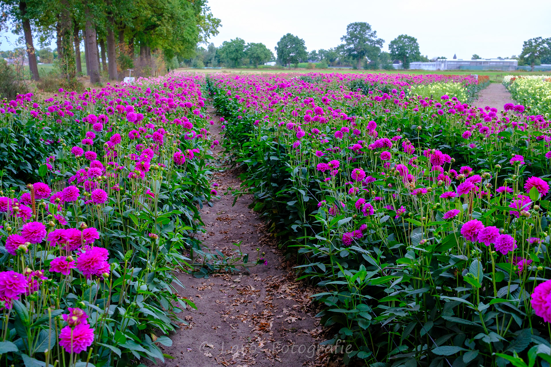 Dit jaar gebruikt dit buurtschap dertig soorten dahlia's.