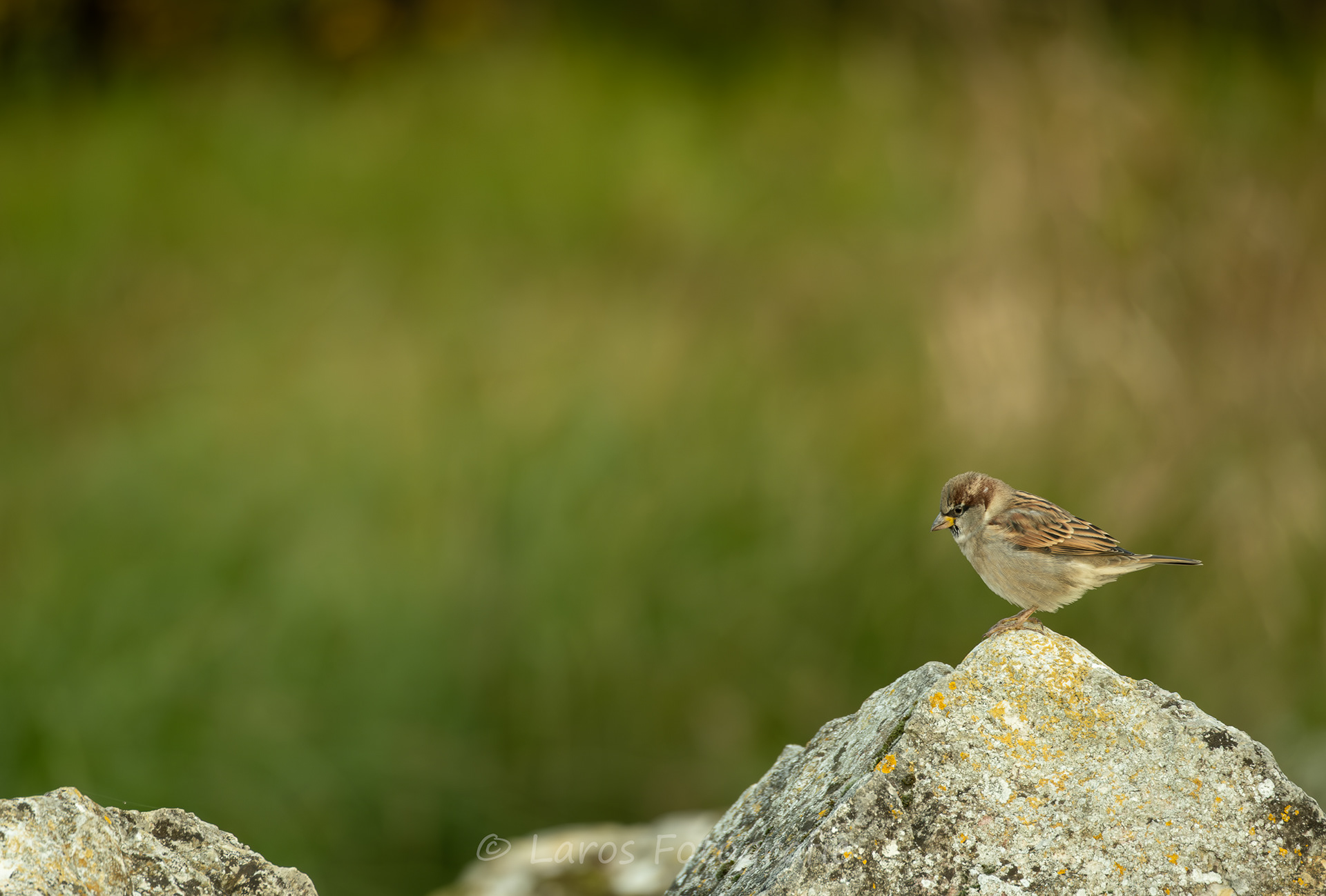 Huismus Lac du Der (F)