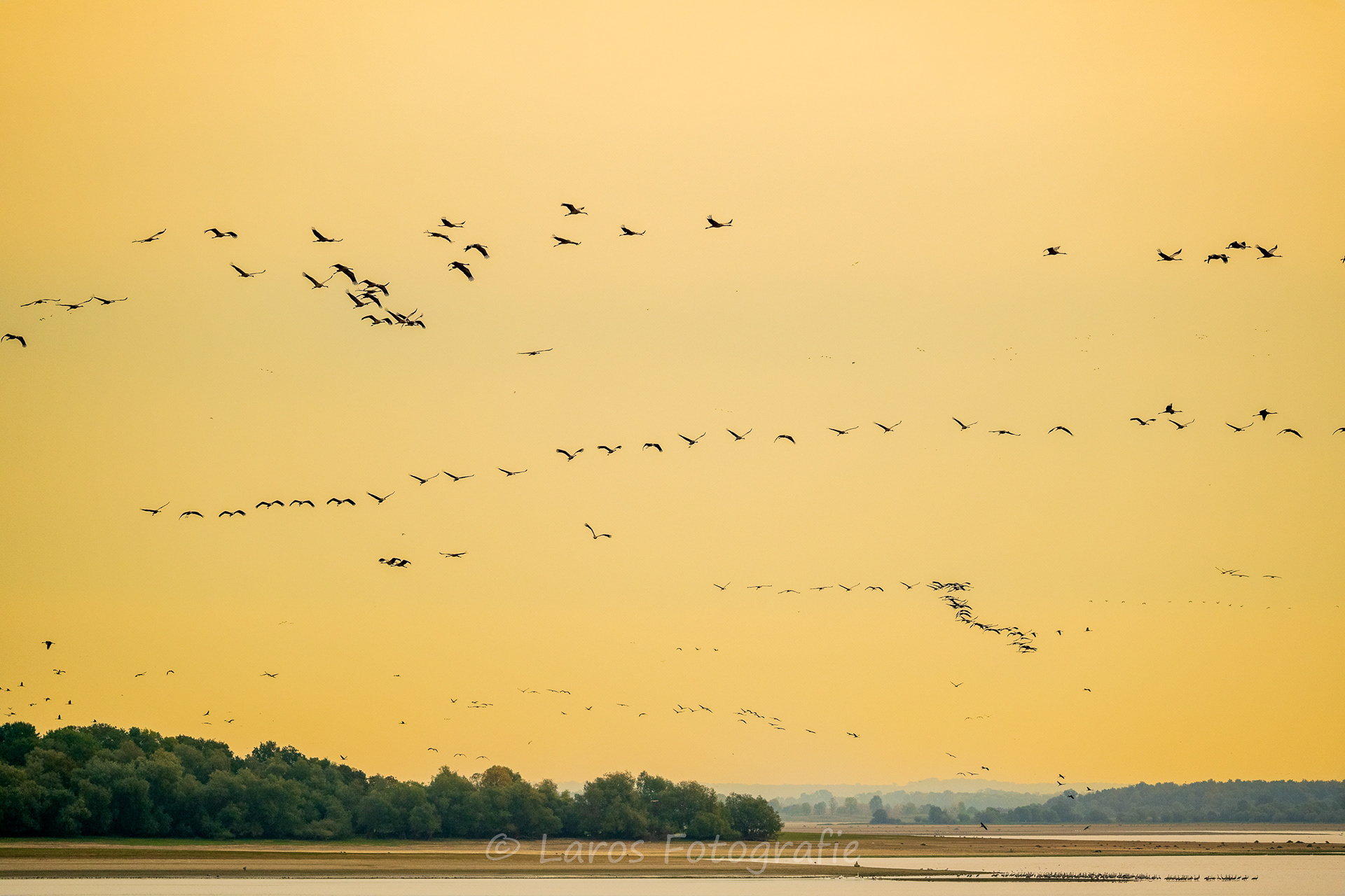Lac du Der (F) 42.000 deze ochtend!