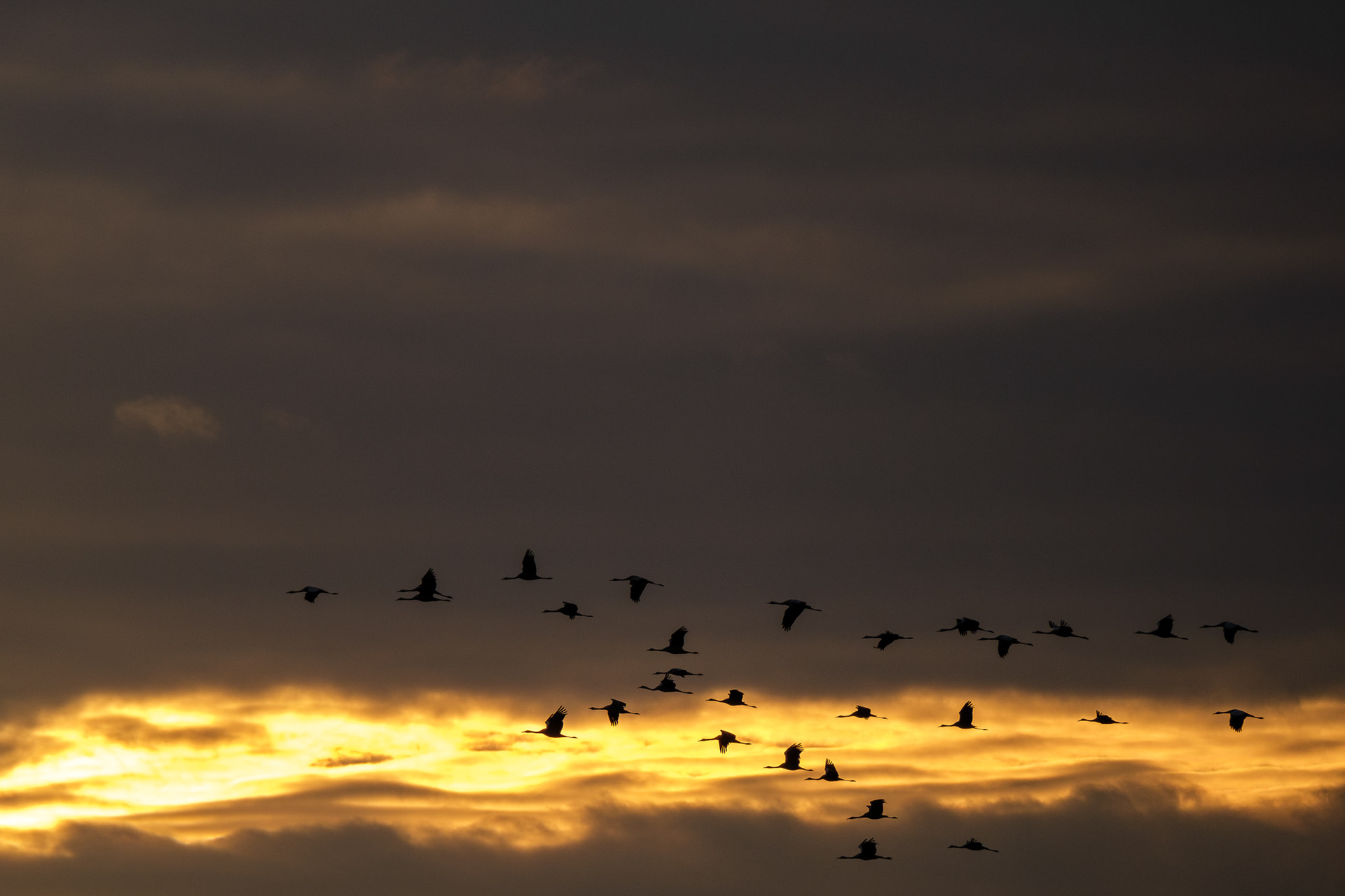 Kraanvogels | Diepholz Duitsland