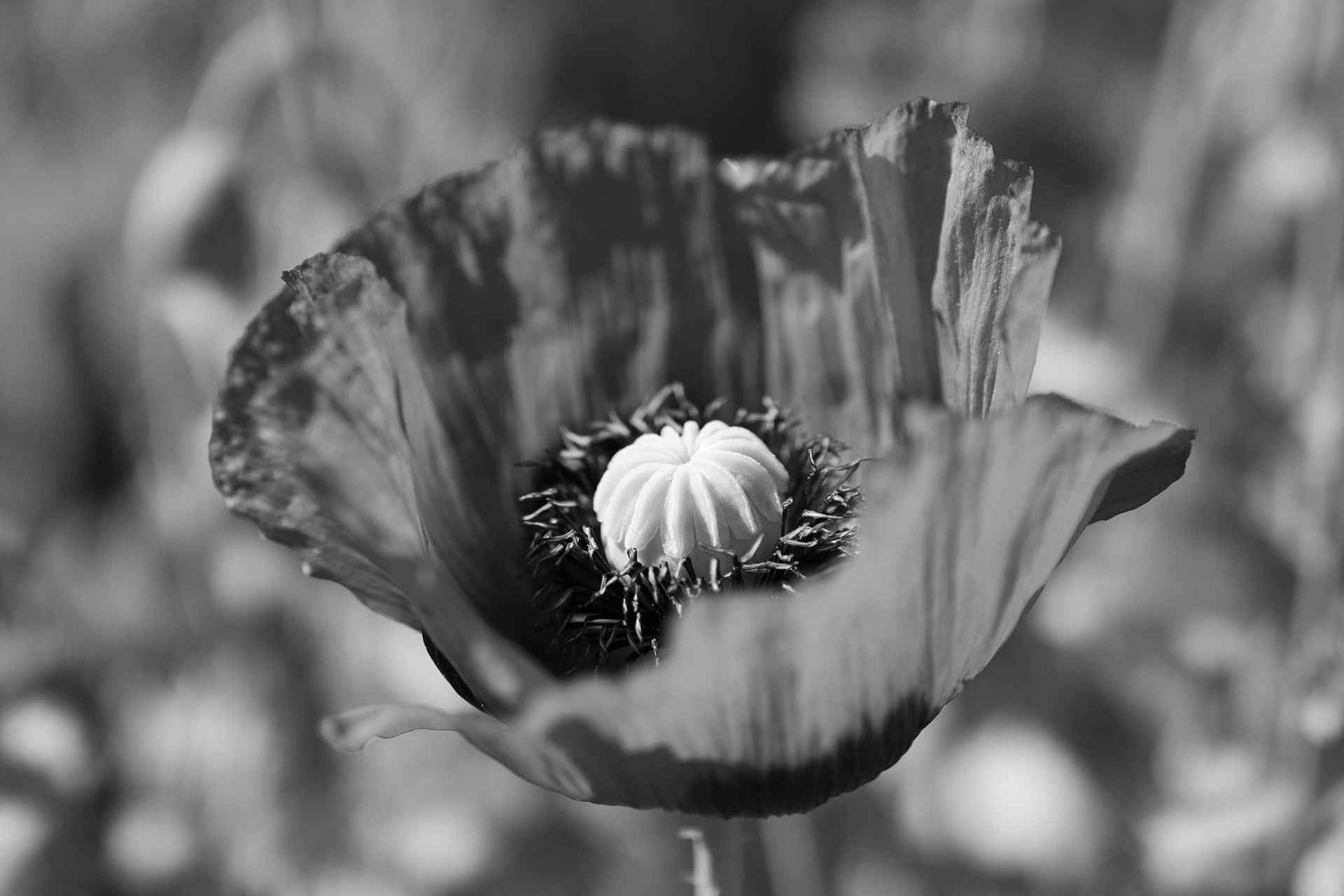 « Coquelicot »
