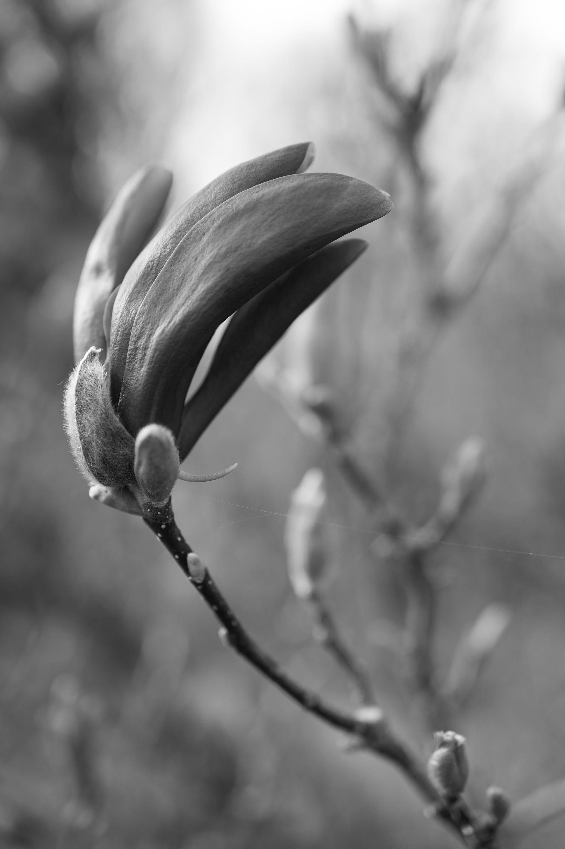 « Magnolia »