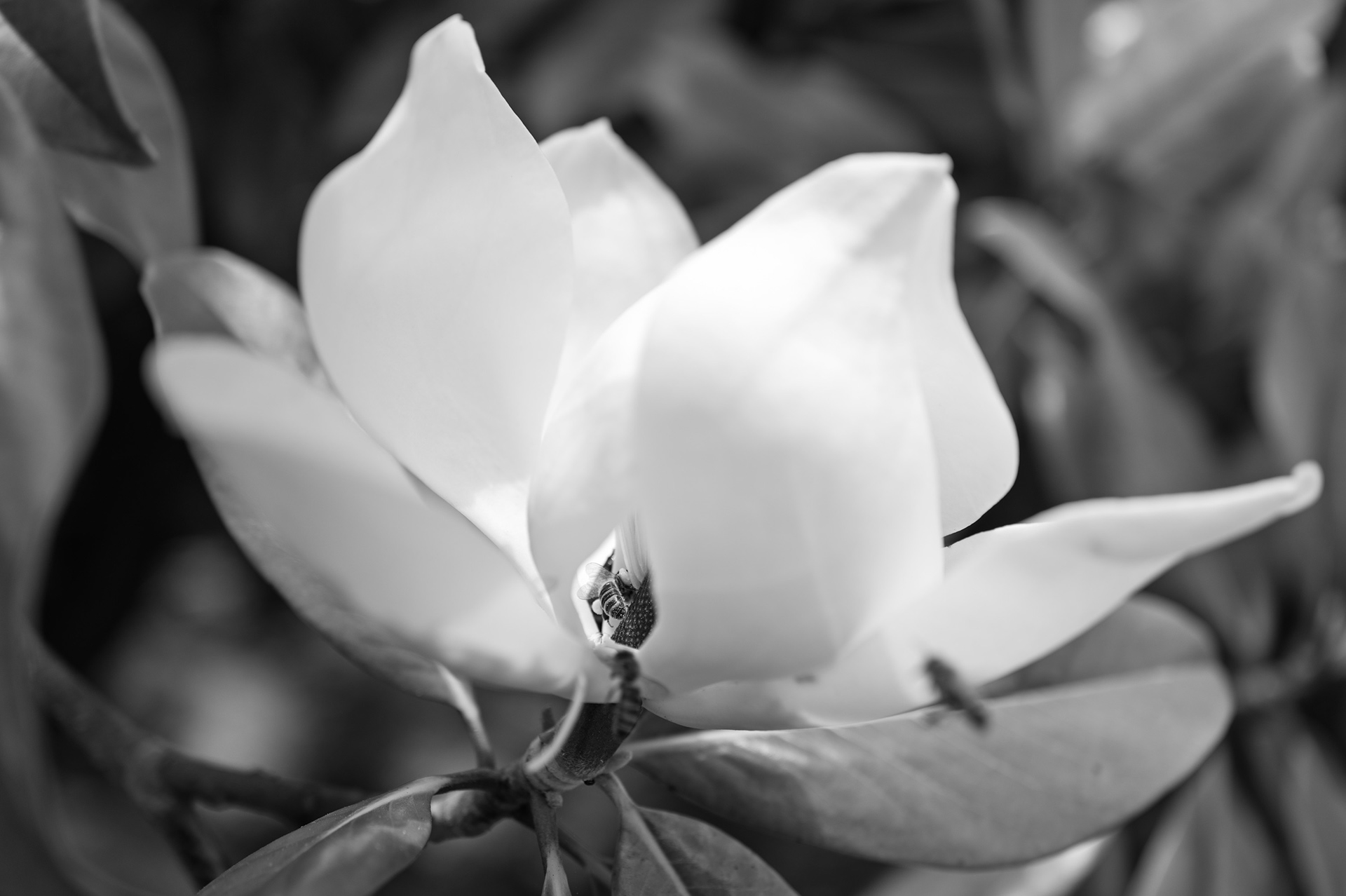 « L'écrin blanc »