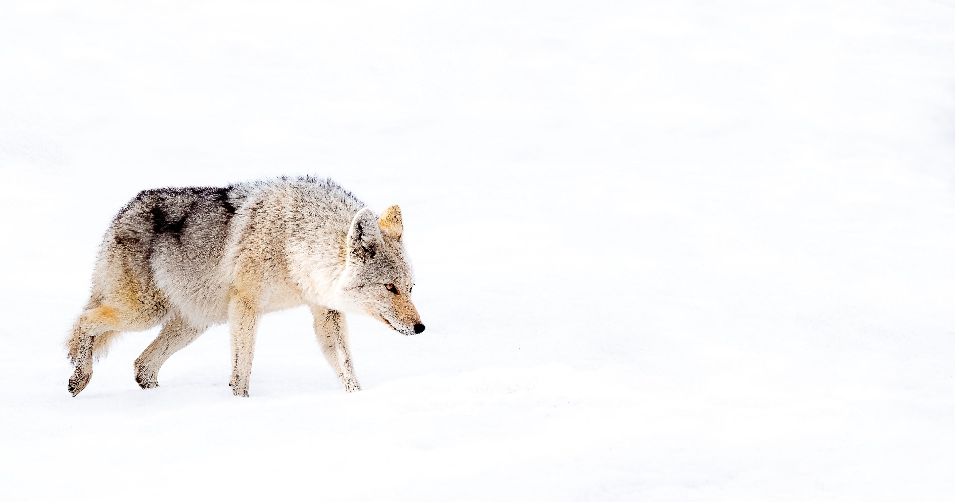 Yellowstone, Wyoming, USA, 2022