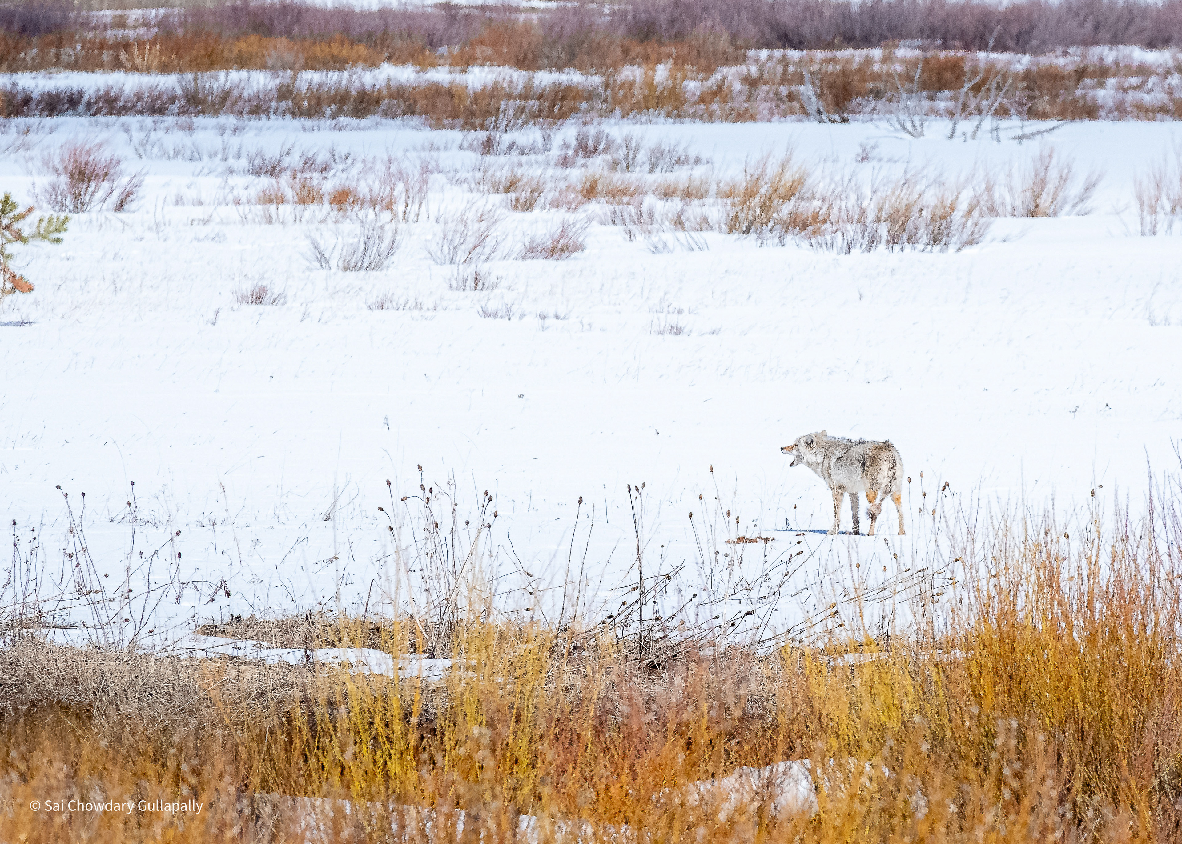 Yellowstone, Wyoming, USA, 2022