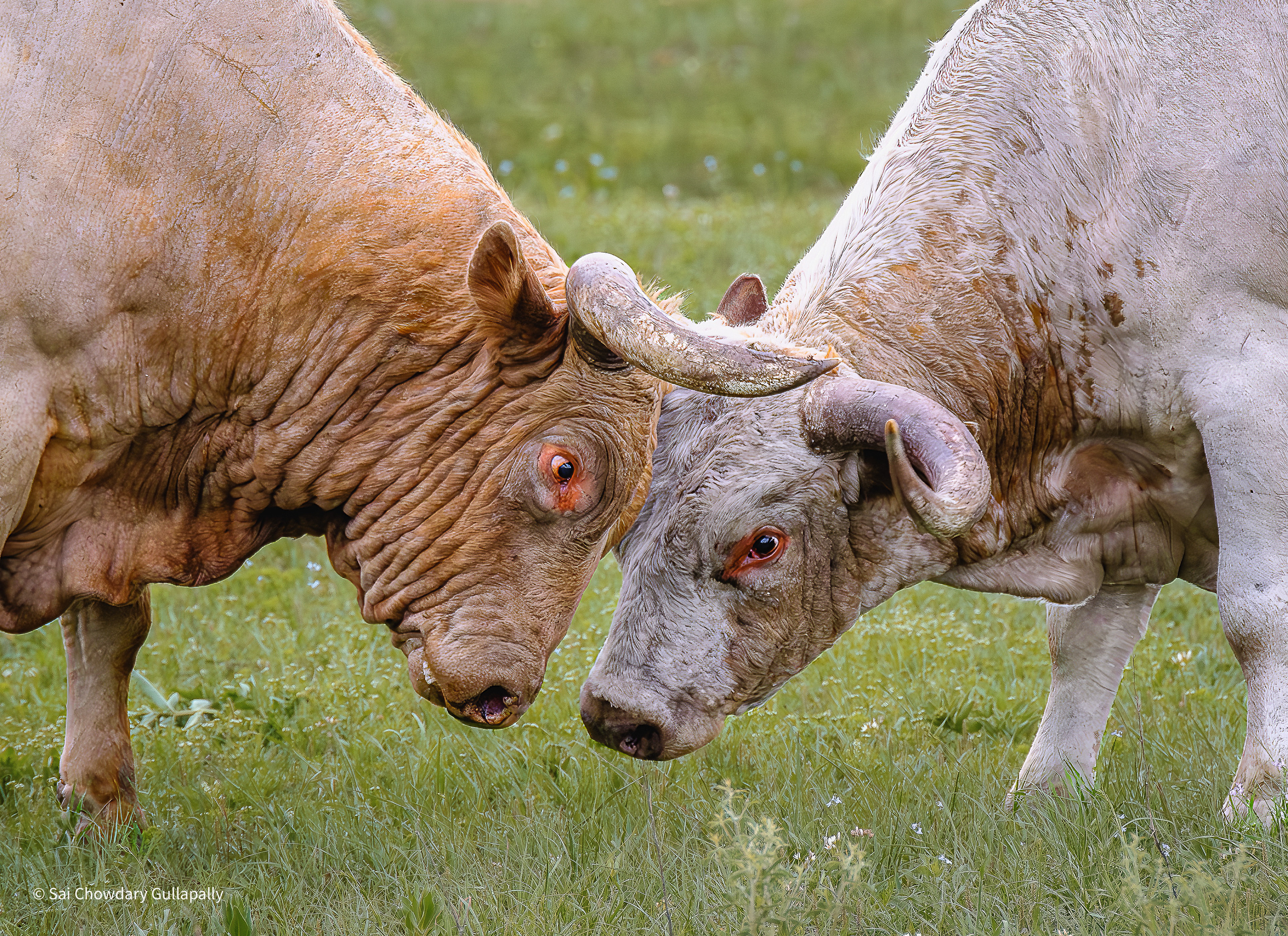 Wichita Mountains, Oklahoma, USA, 2025